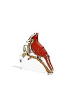 Load image into Gallery viewer, Cardinal